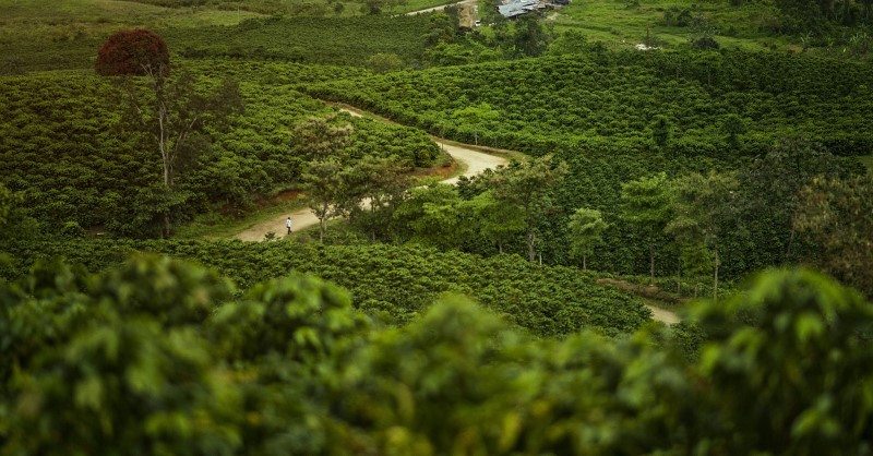 Plantation de Café région de Huila en Colombie