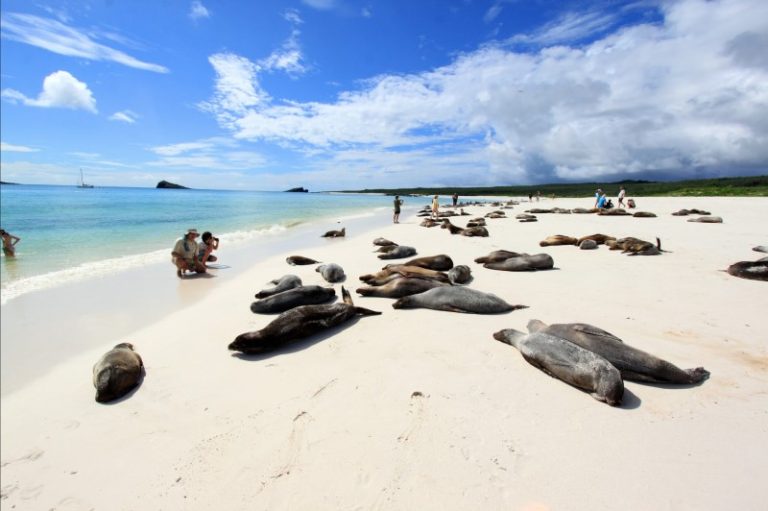 EL GARRAPATERO Galapagos en Equateur