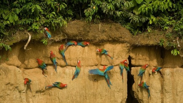 Parque Nacional de Manu au Pérou