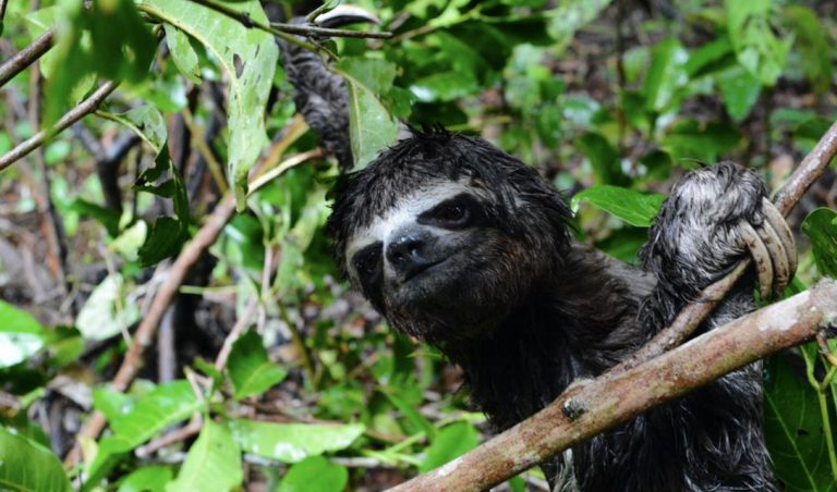 ours paresseux dans un arbre en Amazonie