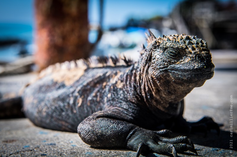 Iguane aux Galapagos